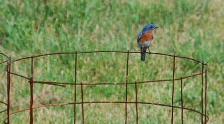 bluebird on tomato cage